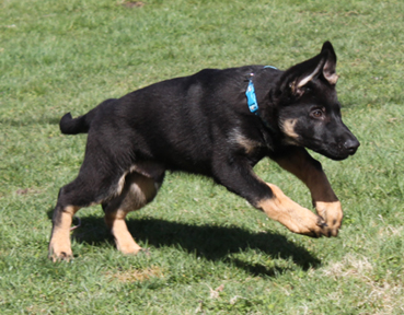 Azog z Glaurung german shepherd run
